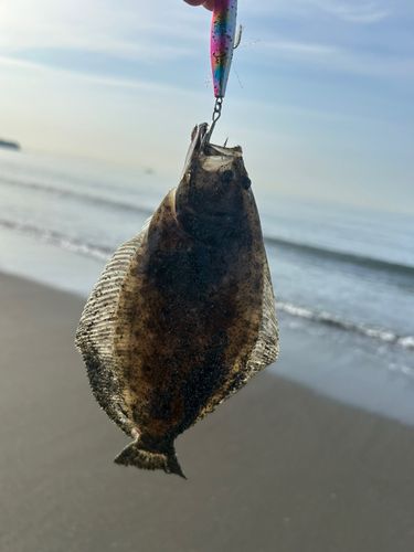 ソゲの釣果