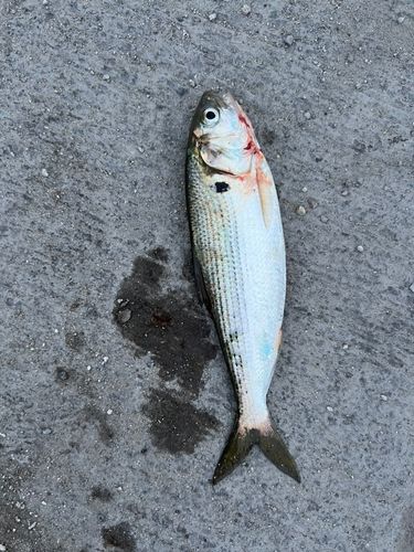 コノシロの釣果