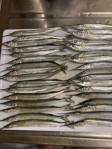 サヨリの釣果