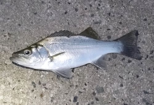 セイゴ（ヒラスズキ）の釣果