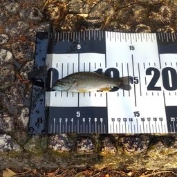 スモールマウスバス