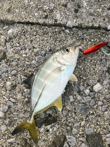 メッキの釣果