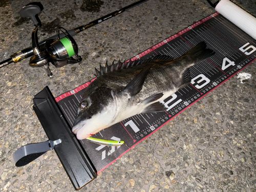 クロダイの釣果