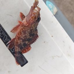 カサゴ