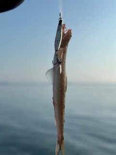 エソの釣果
