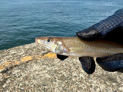 シロギスの釣果