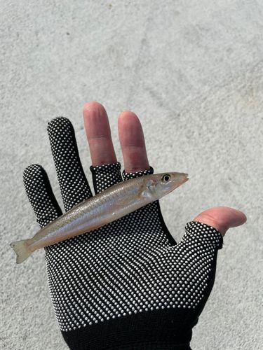 シロギスの釣果