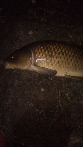 コイの釣果