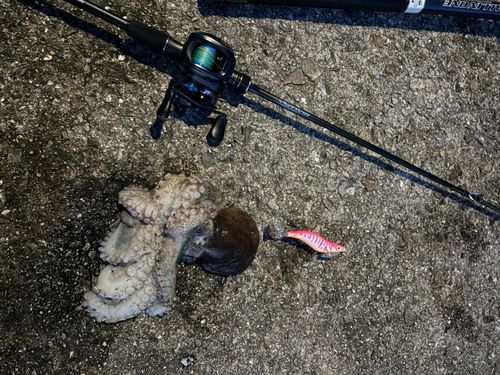 マダコの釣果