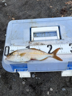ショゴの釣果