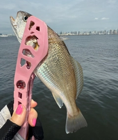 シログチの釣果