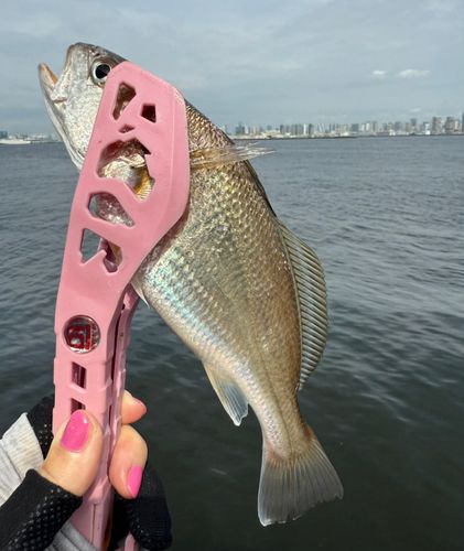 シログチの釣果