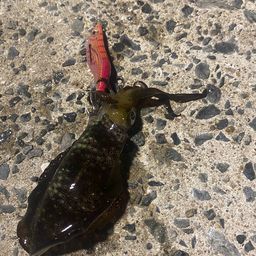 アオリイカ
