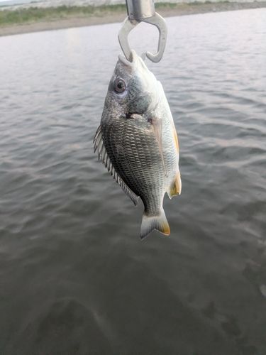 キビレの釣果