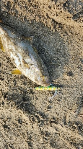 ショゴの釣果