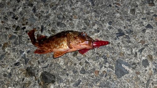 カサゴの釣果