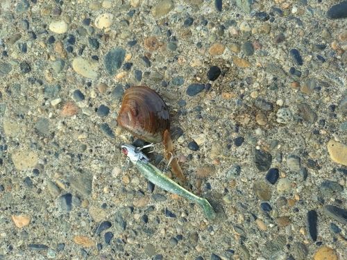 クサフグの釣果