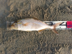 ショゴの釣果
