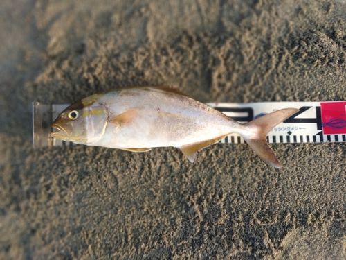 ショゴの釣果