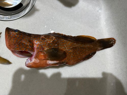 キジハタの釣果