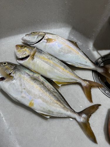ショゴの釣果