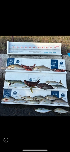 ワラサの釣果