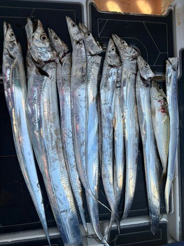 タチウオの釣果