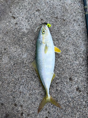 ワカシの釣果