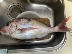マダイの釣果