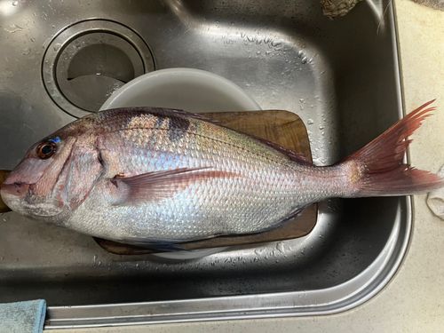 マダイの釣果