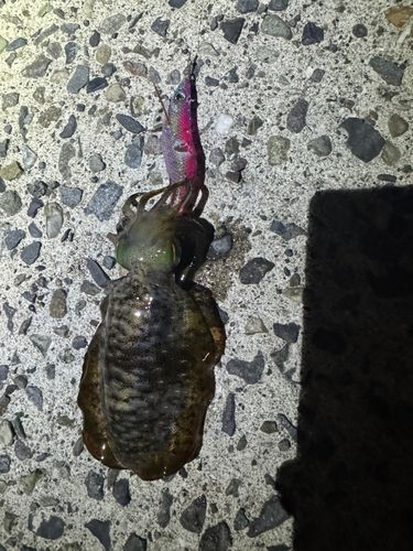 白木漁港（大分県）