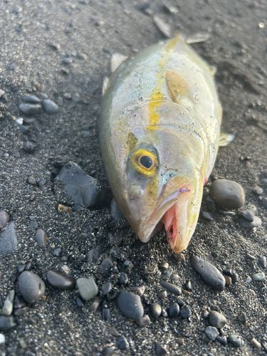 ショゴの釣果