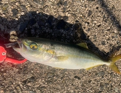 ツバスの釣果