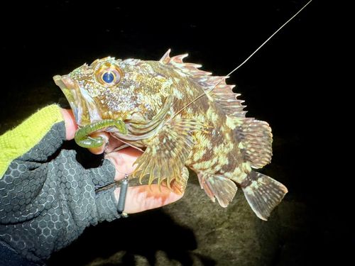 ガシラの釣果