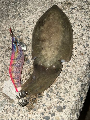 コウイカの釣果