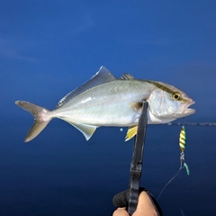 ショゴの釣果