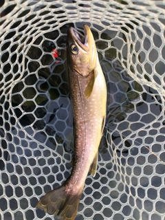 アメマスの釣果