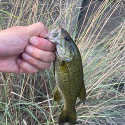 スモールマウスバス