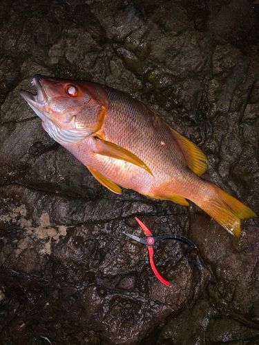 シブダイの釣果