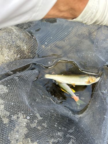 アユの釣果
