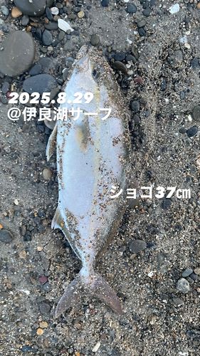 ショゴの釣果