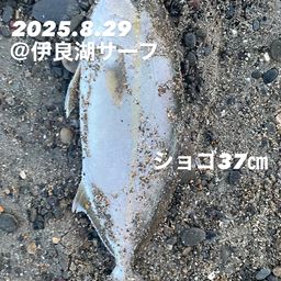 ショゴ