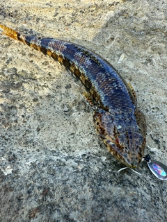 エソの釣果