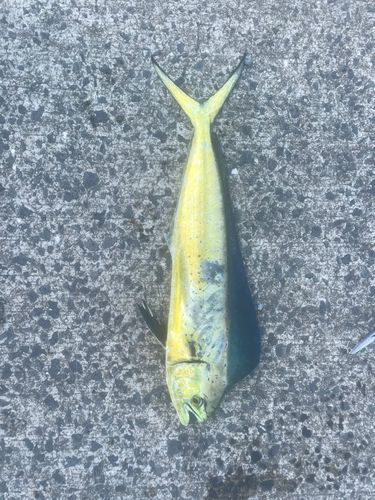シイラの釣果
