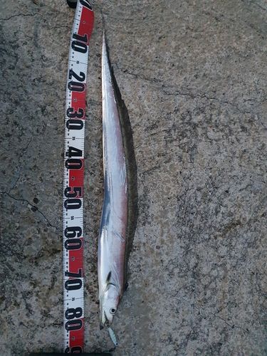 タチウオの釣果