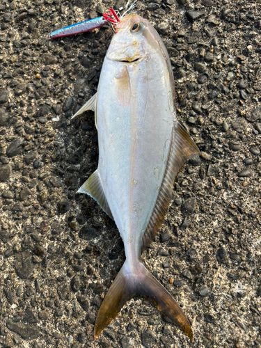 ショゴの釣果