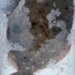 ヒラメ
