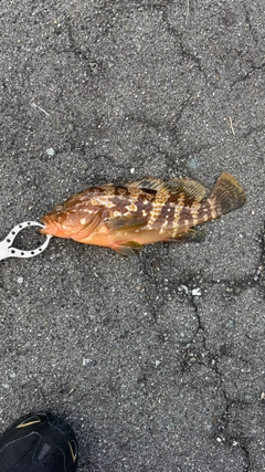 キジハタの釣果