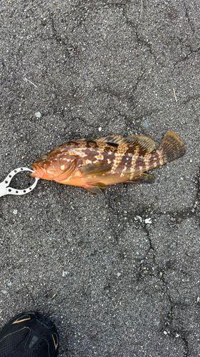 キジハタの釣果