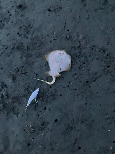 アカエイの釣果